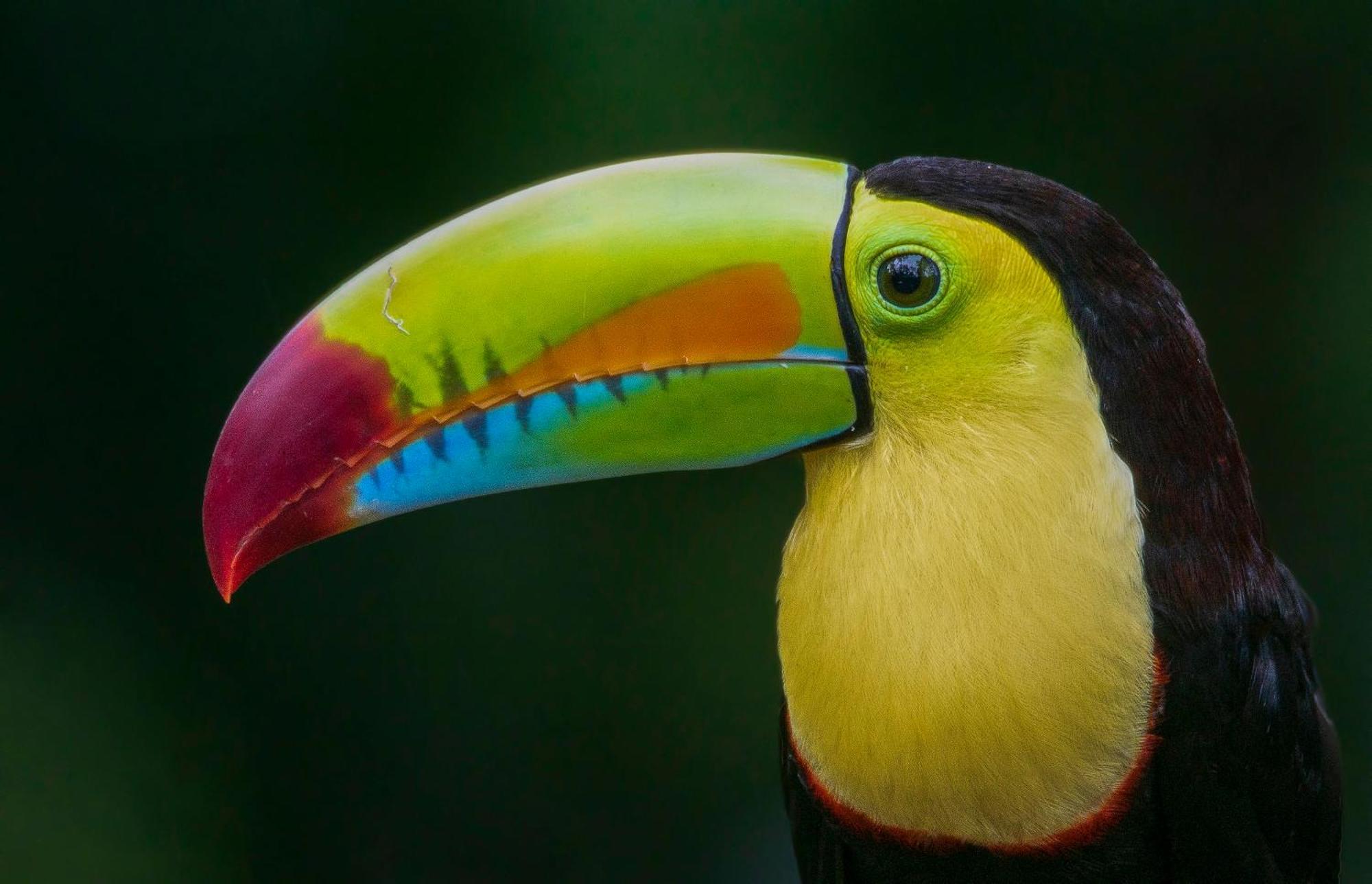 Buena Vista Del Rincon Eco Adventure Park Hotel & Spa リベリア エクステリア 写真
